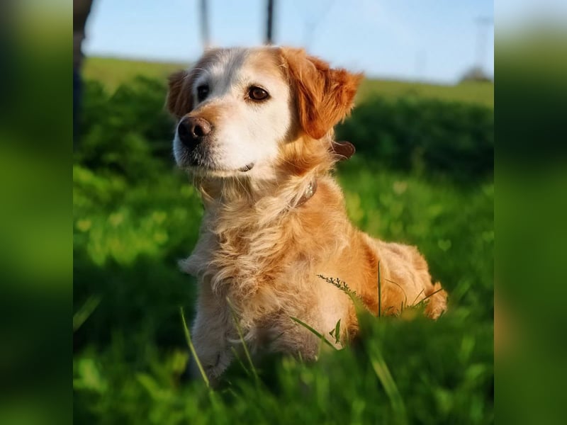 Marley braucht ein Zuhause