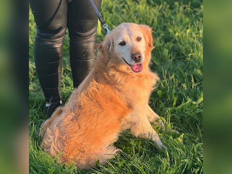 Marley braucht ein Zuhause