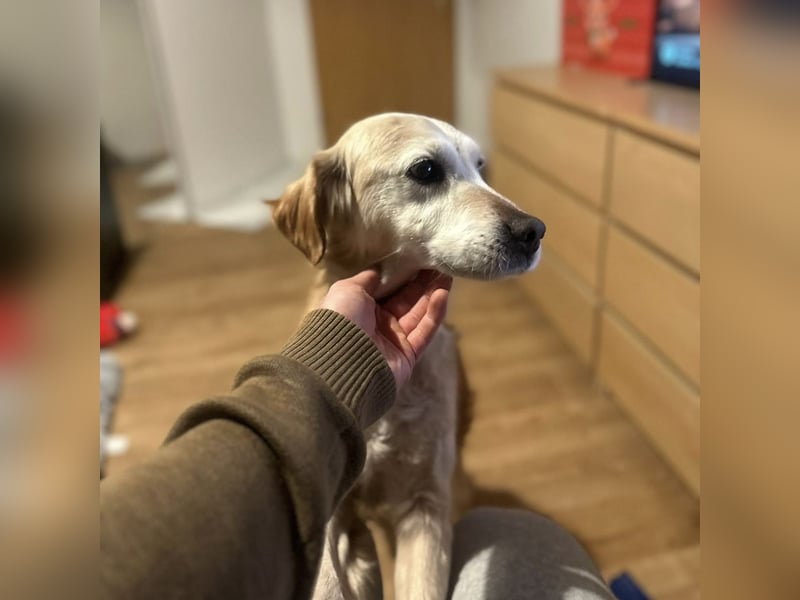 Marley ein Kuschelmonster