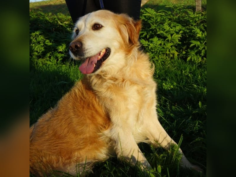 Marley ein Kuschelmonster