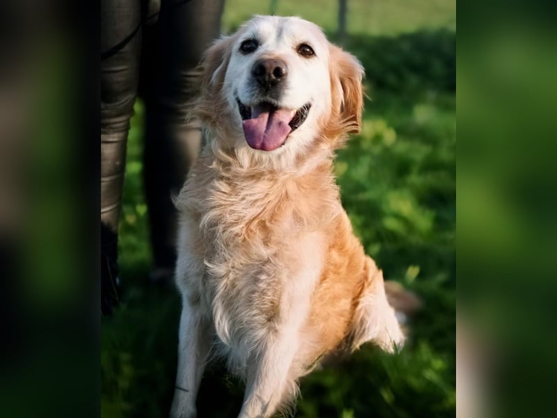 Marley braucht ein Zuhause