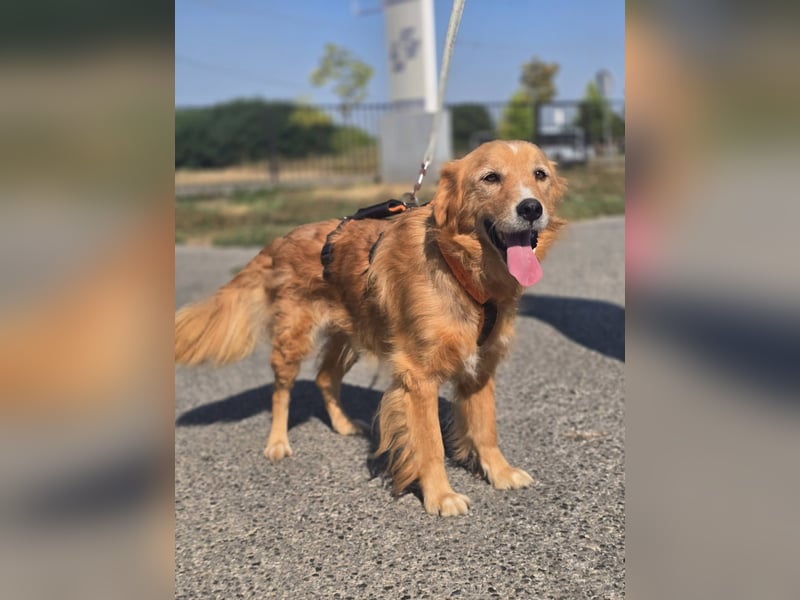 Bruno Golden Retriever Mischling