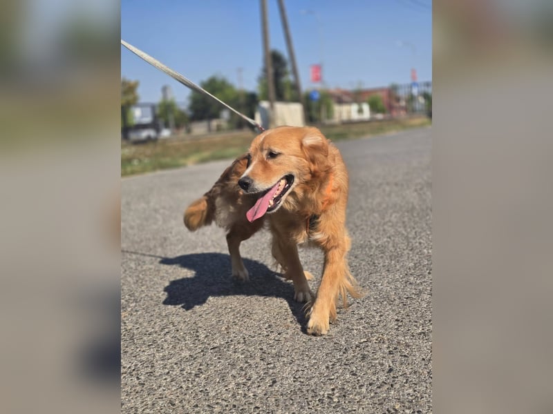 Bruno Golden Retriever Mischling