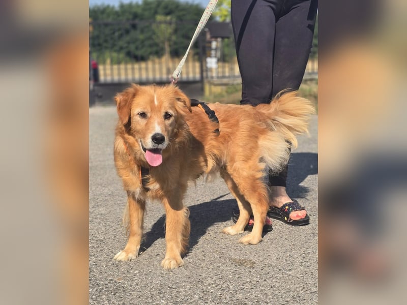 Bruno Golden Retriever Mischling