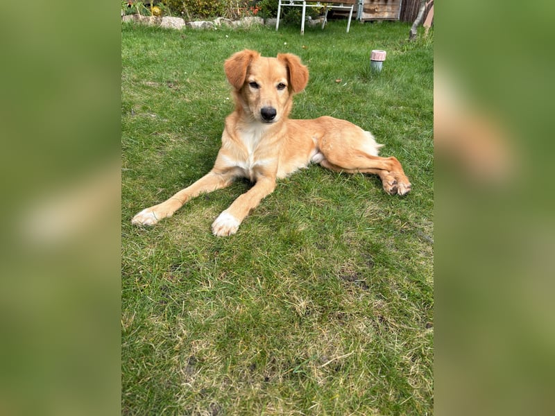 Freddy, Retrievermix sucht ein Zuhause