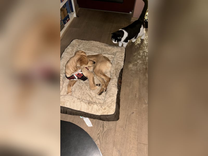 Freddy, Retrievermix sucht ein Zuhause