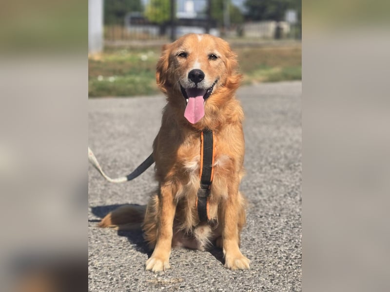 Bruno Golden Retriever Mischling