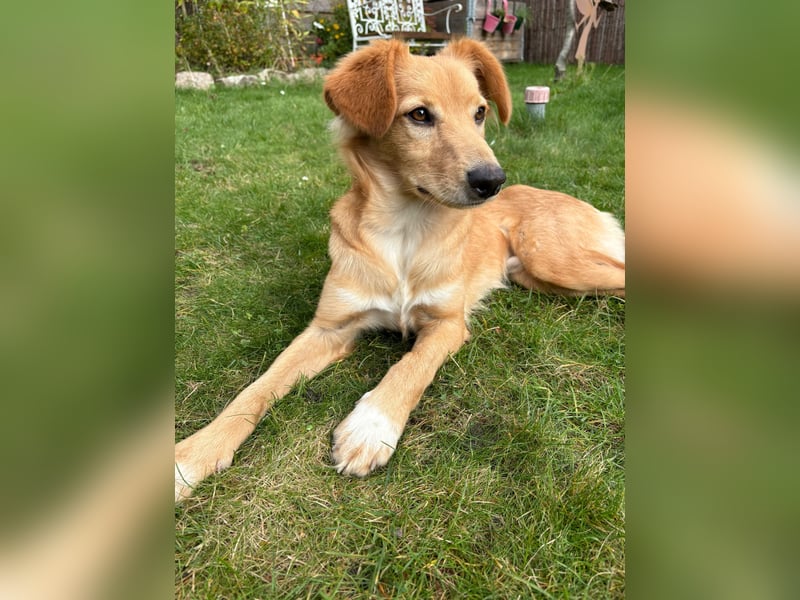 Freddy, Retrievermix sucht ein Zuhause
