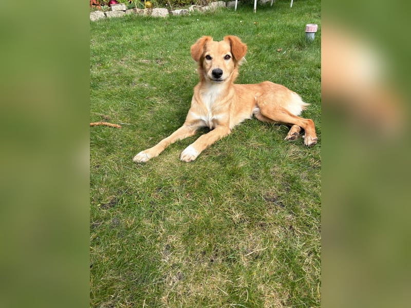 Freddy, Retrievermix sucht ein Zuhause