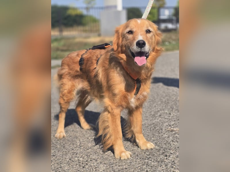Bruno Golden Retriever Mischling