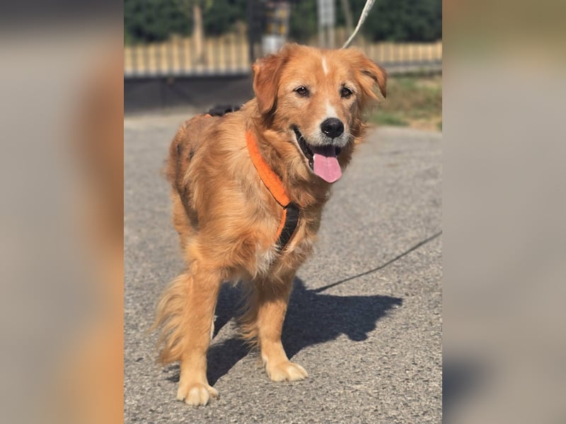 Bruno Golden Retriever Mischling