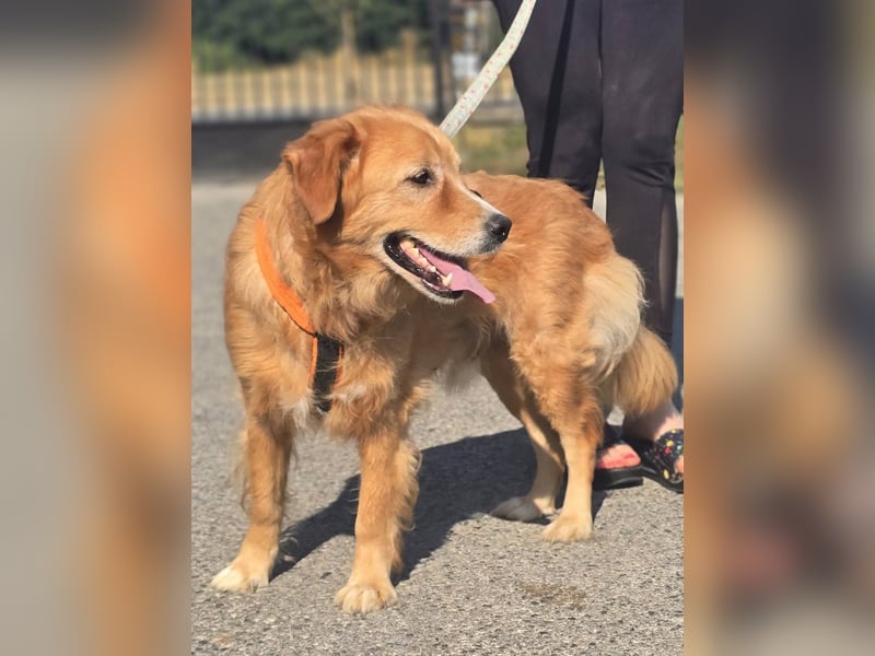 Bruno Golden Retriever Mischling