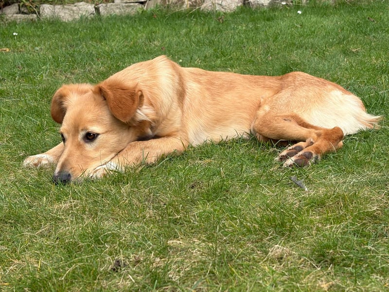 Freddy, Retrievermix sucht ein Zuhause
