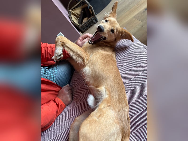 Freddy, Retrievermix sucht ein Zuhause