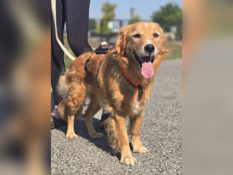 Bruno Golden Retriever Mischling