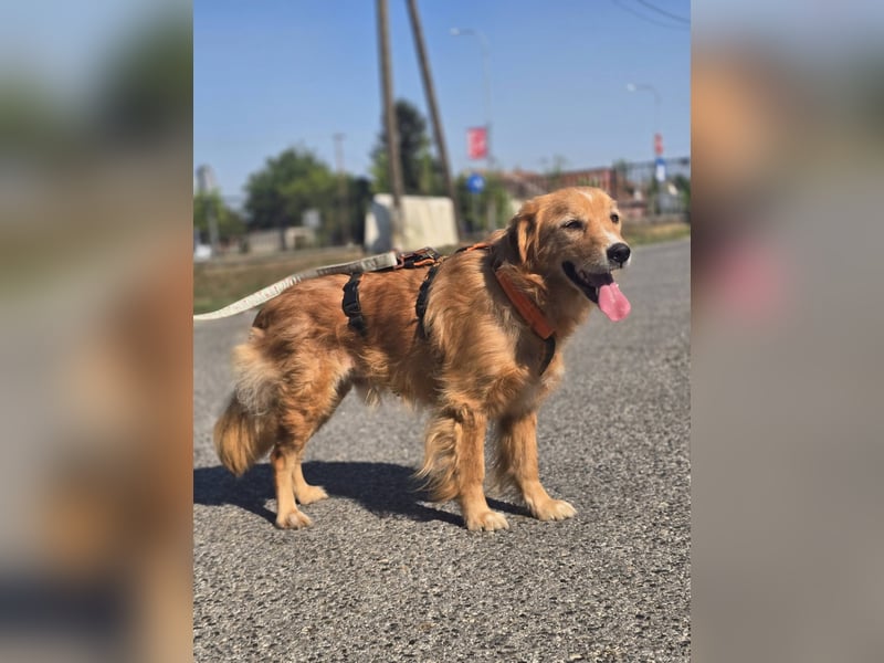 Bruno Golden Retriever Mischling