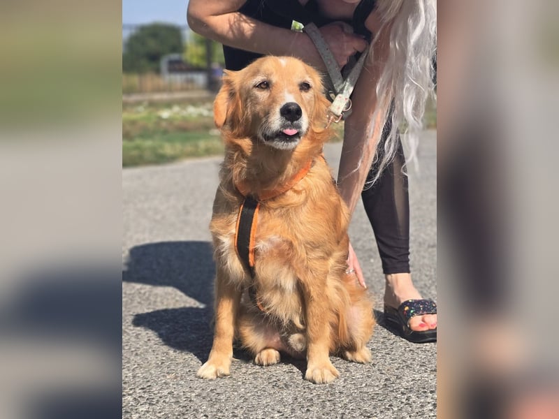 Bruno Golden Retriever Mischling