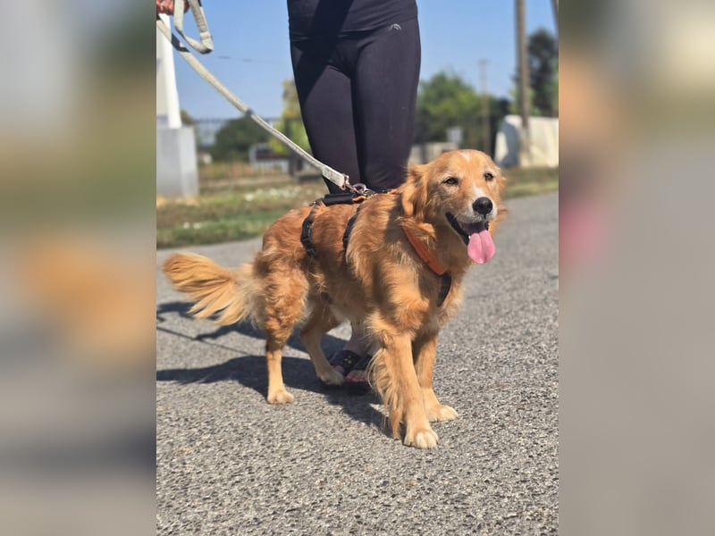 Bruno Golden Retriever Mischling