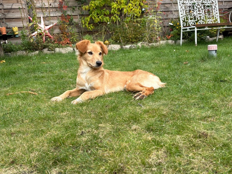 Freddy, Retrievermix sucht ein Zuhause