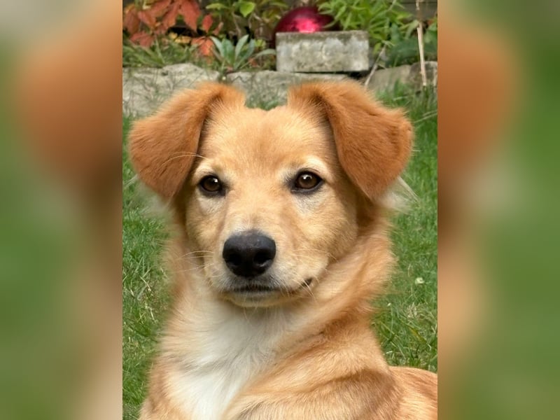 Freddy, Retrievermix sucht ein Zuhause