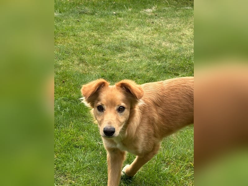 Freddy, Retrievermix sucht ein Zuhause