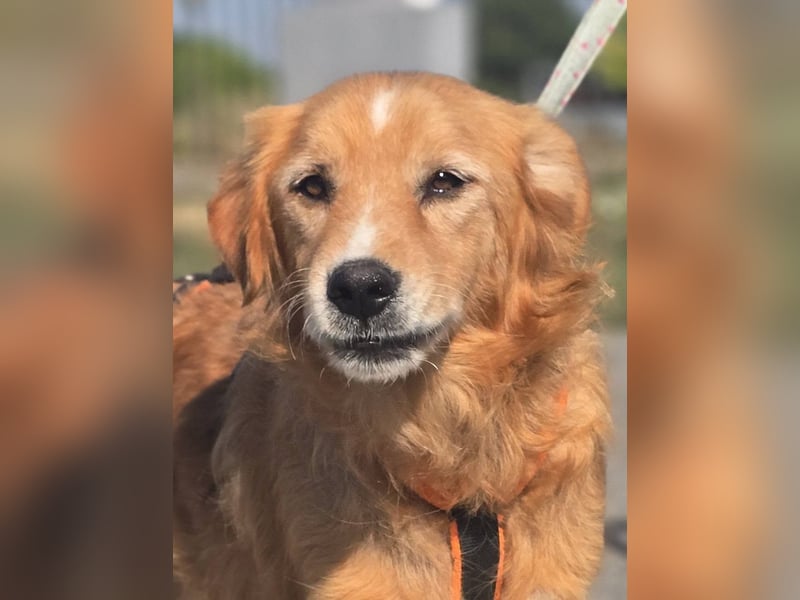 Bruno Golden Retriever Mischling