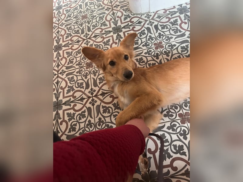 Freddy, Retrievermix sucht ein Zuhause