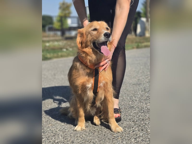 Bruno Golden Retriever Mischling