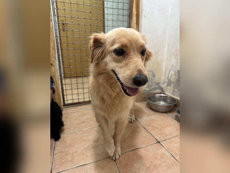 hübsche Retriever Mischlings-Hündin Dona sucht ihre Menschen