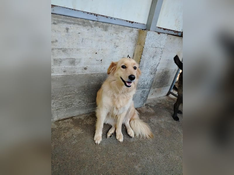 hübsche Retriever Mischlings-Hündin Dona sucht ihre Menschen