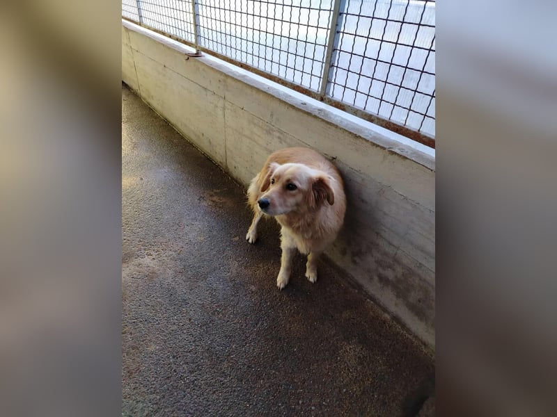 hübsche Retriever Mischlings-Hündin Dona sucht ihre Menschen