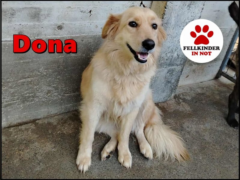 hübsche Retriever Mischlings-Hündin Dona sucht ihre Menschen