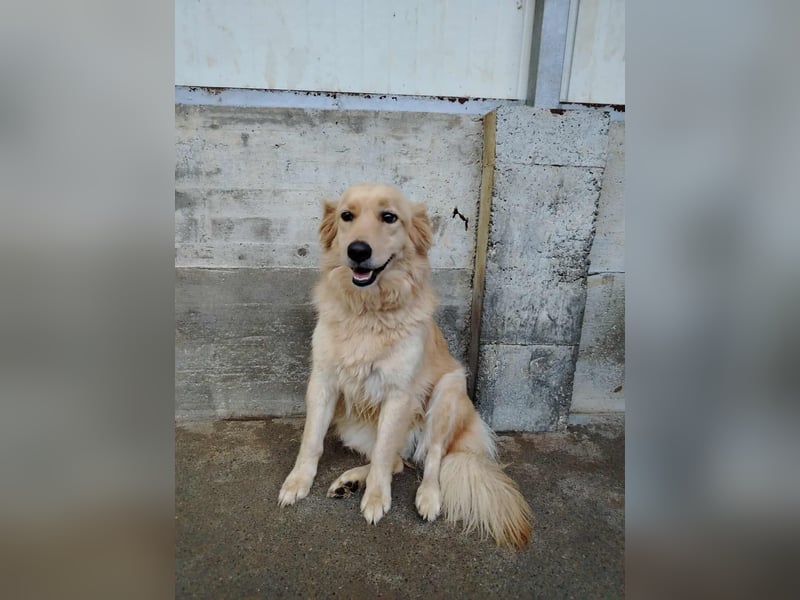 hübsche Retriever Mischlings-Hündin Dona sucht ihre Menschen