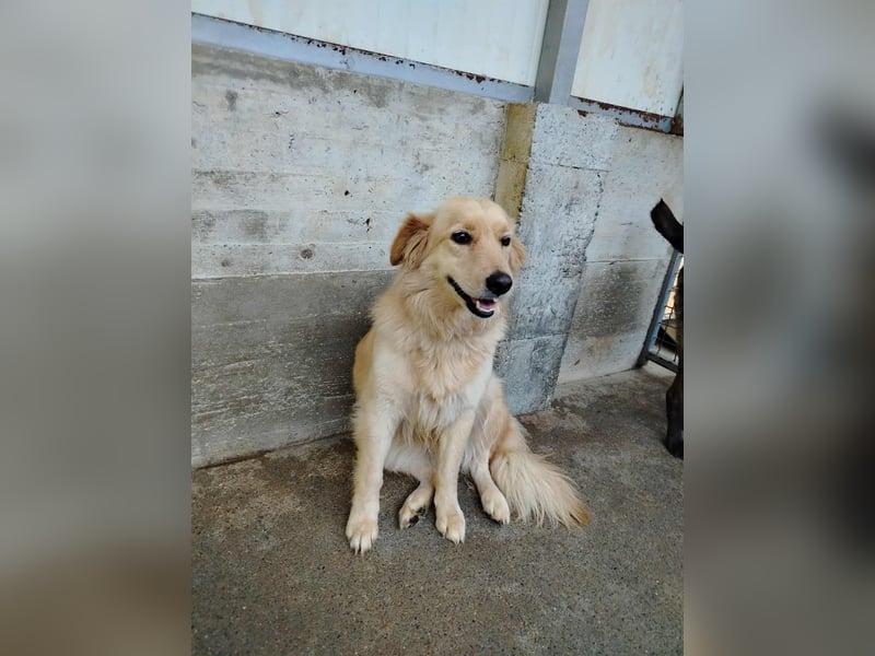 hübsche Retriever Mischlings-Hündin Dona sucht ihre Menschen
