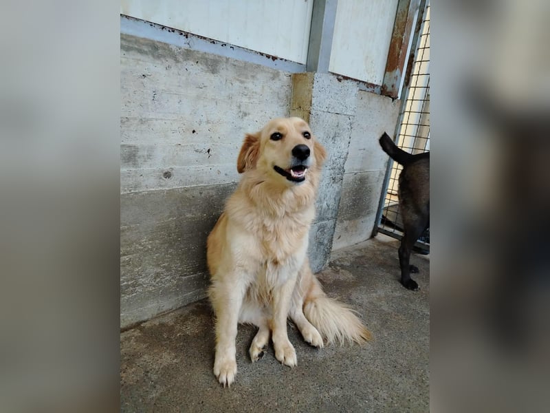 hübsche Retriever Mischlings-Hündin Dona sucht ihre Menschen