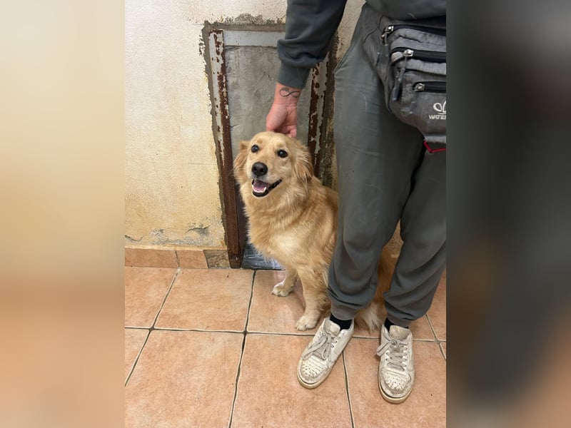 hübsche Retriever Mischlings-Hündin Dona sucht ihre Menschen