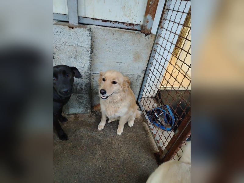 hübsche Retriever Mischlings-Hündin Dona sucht ihre Menschen