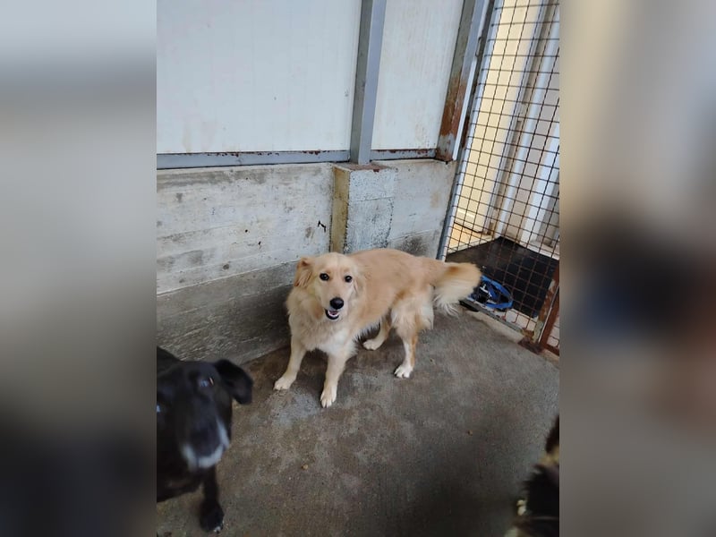 hübsche Retriever Mischlings-Hündin Dona sucht ihre Menschen