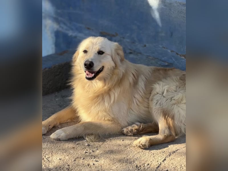 Rubio – sanfter Sonnenschein auf vier Pfoten sucht sein Zuhause