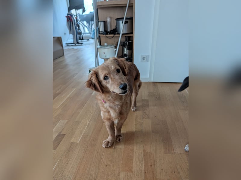 Brankica sucht ein erfahrenes Zuhause mit verspieltem Ersthund