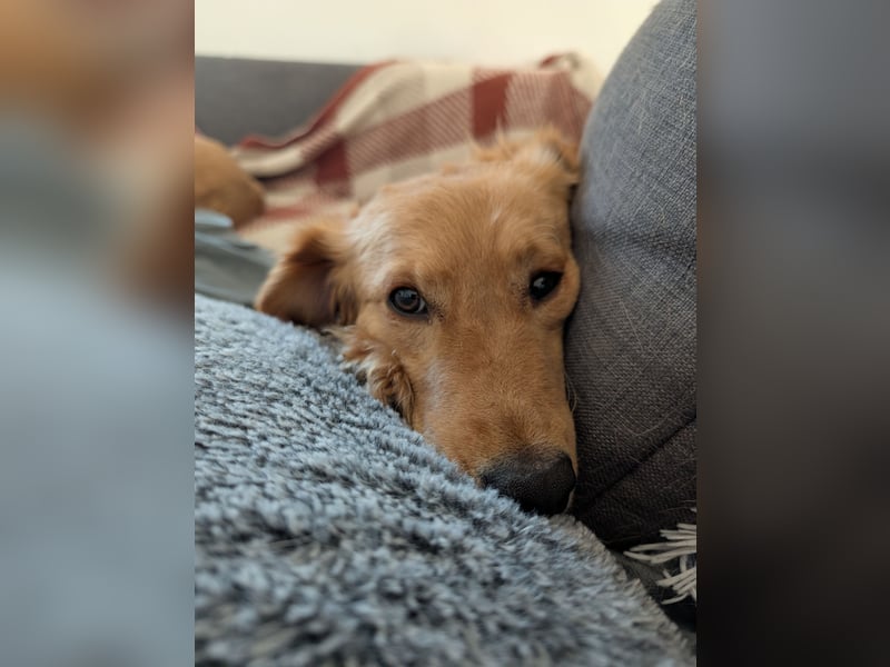 Brankica sucht ein erfahrenes Zuhause mit verspieltem Ersthund