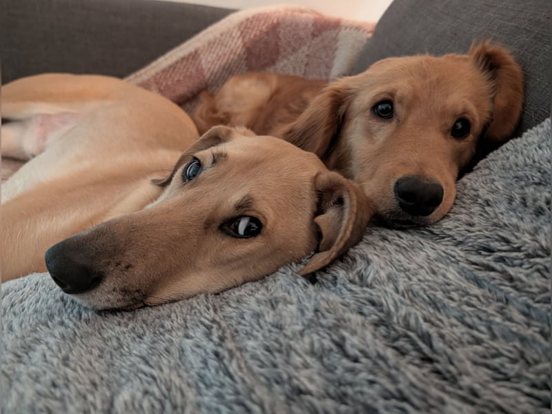 Brankica sucht ein erfahrenes Zuhause mit verspieltem Ersthund