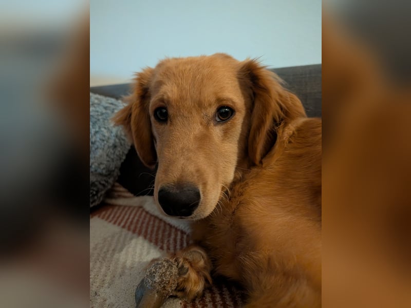 Brankica sucht ein erfahrenes Zuhause mit verspieltem Ersthund