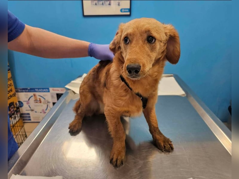 Brankica sucht ein erfahrenes Zuhause mit verspieltem Ersthund