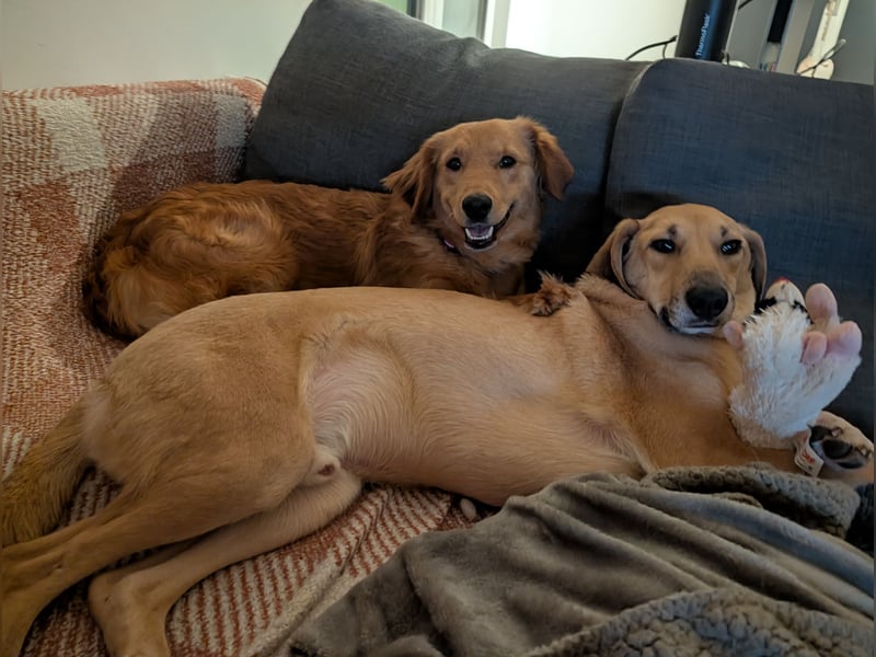 Brankica sucht ein erfahrenes Zuhause mit verspieltem Ersthund