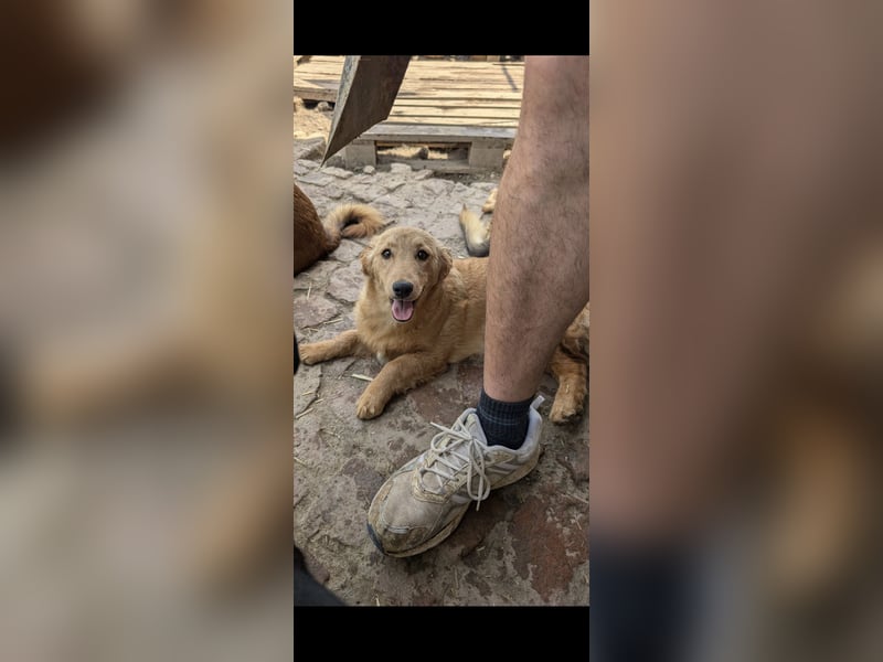 Brankica sucht ein erfahrenes Zuhause mit verspieltem Ersthund