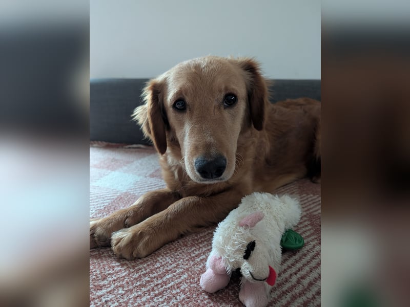 Brankica sucht ein erfahrenes Zuhause mit verspieltem Ersthund