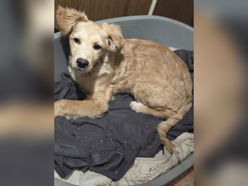 Barnabas BE, besonderer Hund sucht besondere Menschen