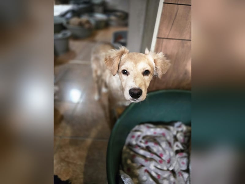 Barnabas BE, besonderer Hund sucht besondere Menschen