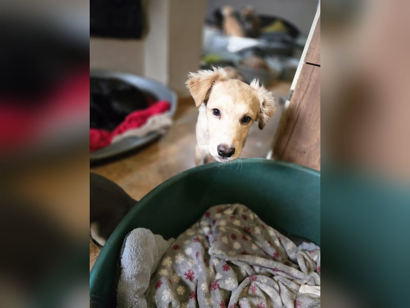 Barnabas BE, besonderer Hund sucht besondere Menschen